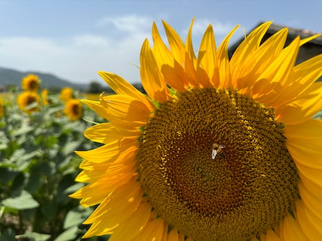 Biyoteknoloji ve Tarım Sektörü